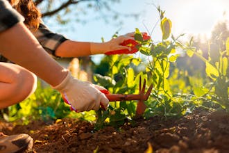 Jord för köksträdgård Jord för grönsaker